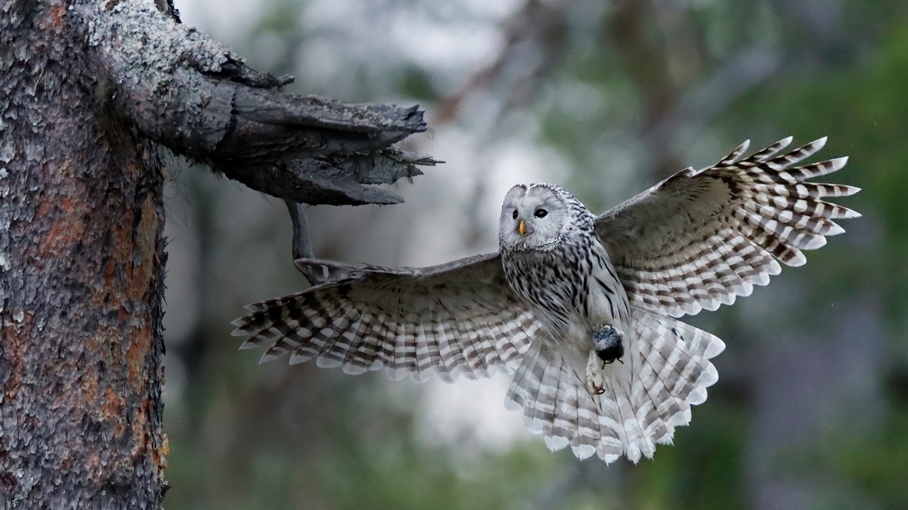 Canon EOS 90D Catch Fleeting Moments 