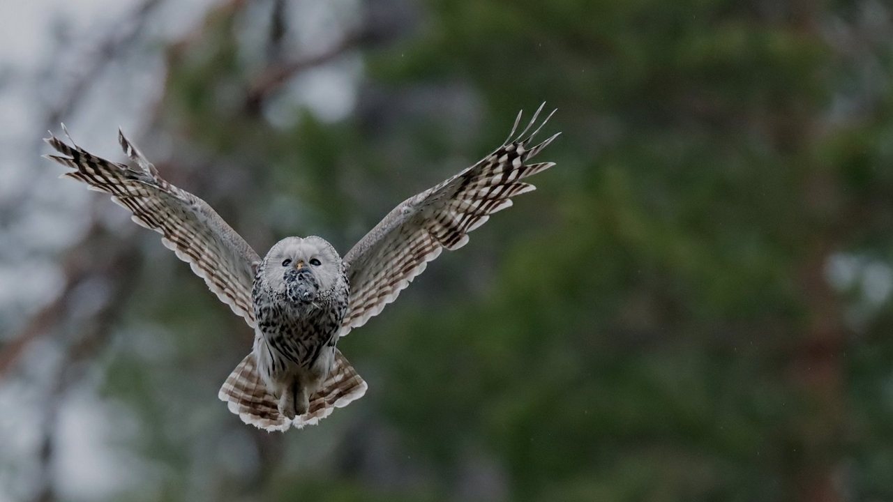 Canon EOS 90D Fast as lightning & sharp