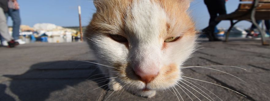 Nikon akcija objektivi