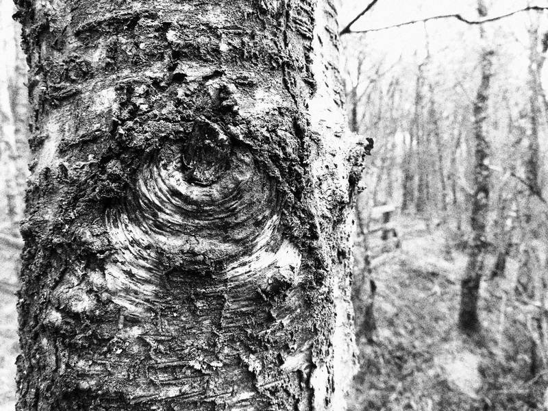 Izgubite se med drevesi