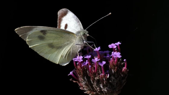 RF 200-800mm F6.3-9 IS USM