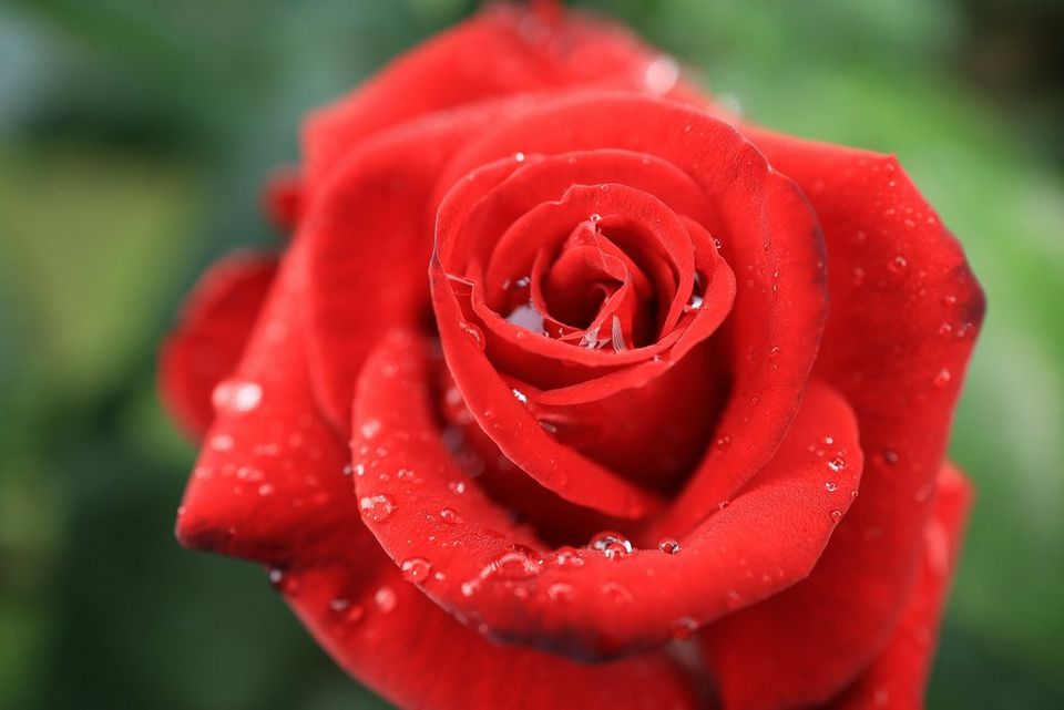 RF24mm F1.8 MACRO IS STM