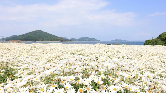 RF24mm F1.8 MACRO IS STM